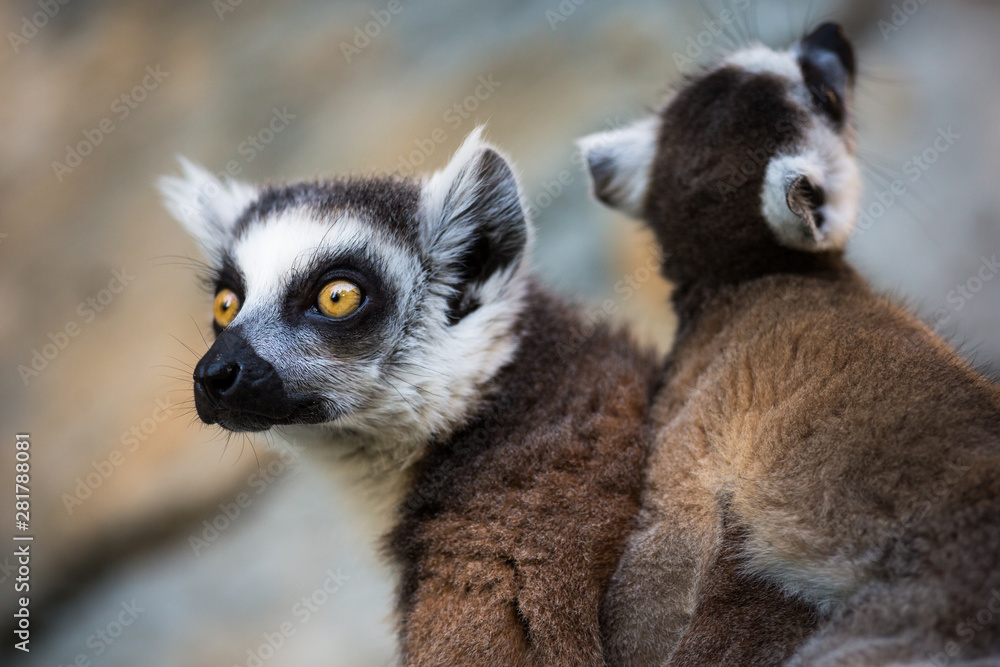 Obraz premium Lemur kata (Lemur catta)