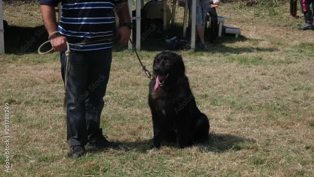 Medieval Serbian dog Silvan from Balkan Show off on grass Medieval Serbian dog Silvan from Balkan Show off on grass
