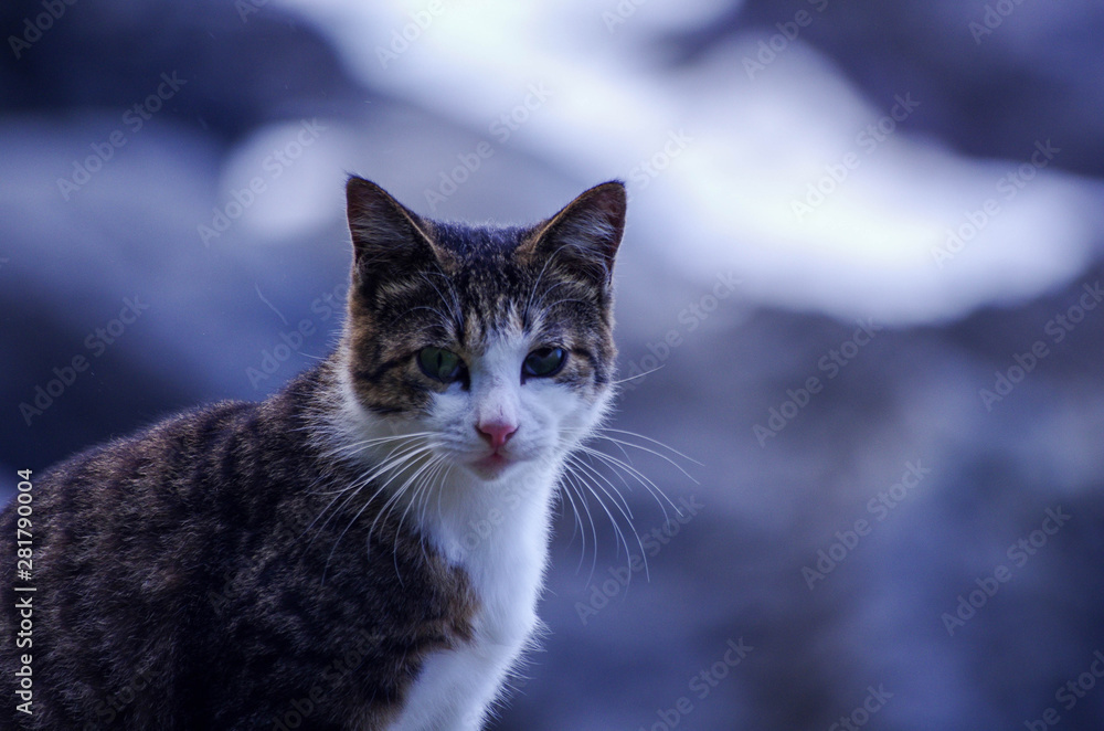 Obraz premium 海辺の猫#1