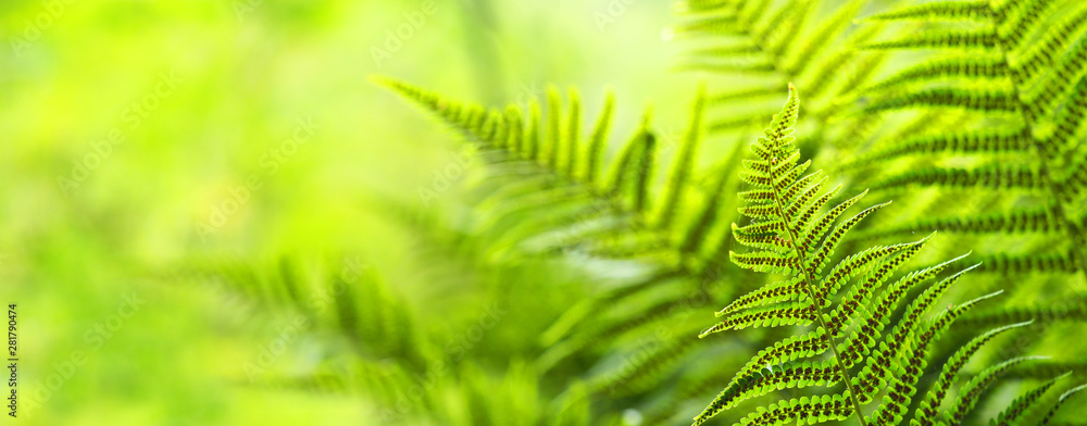 Beautiful ferns leaves, green foliage natural, floral fern background. Polypodiophyta, panoramic view, sunlight - obrazy, fototapety, plakaty 