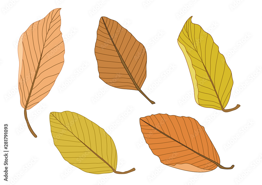 Obraz premium Colour brown dry leaf paint on white background illustration vector