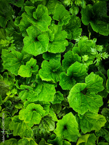 Wallpaper Mural dav Torontodigital.ca