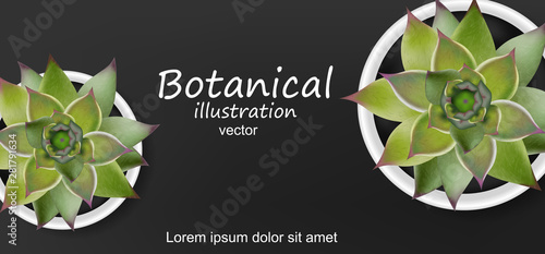 Succulents botanical card Vector realistic. Green cactus plants. dark backgrounds