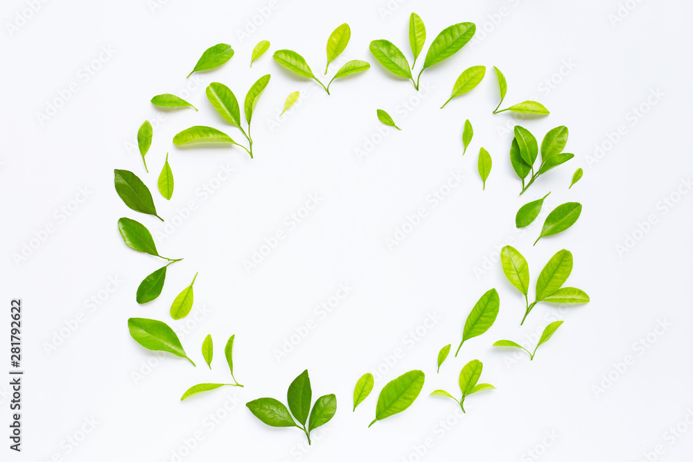 Frame made of green citrus fruit leaves on white Frame made of green citrus fruit leaves on white
