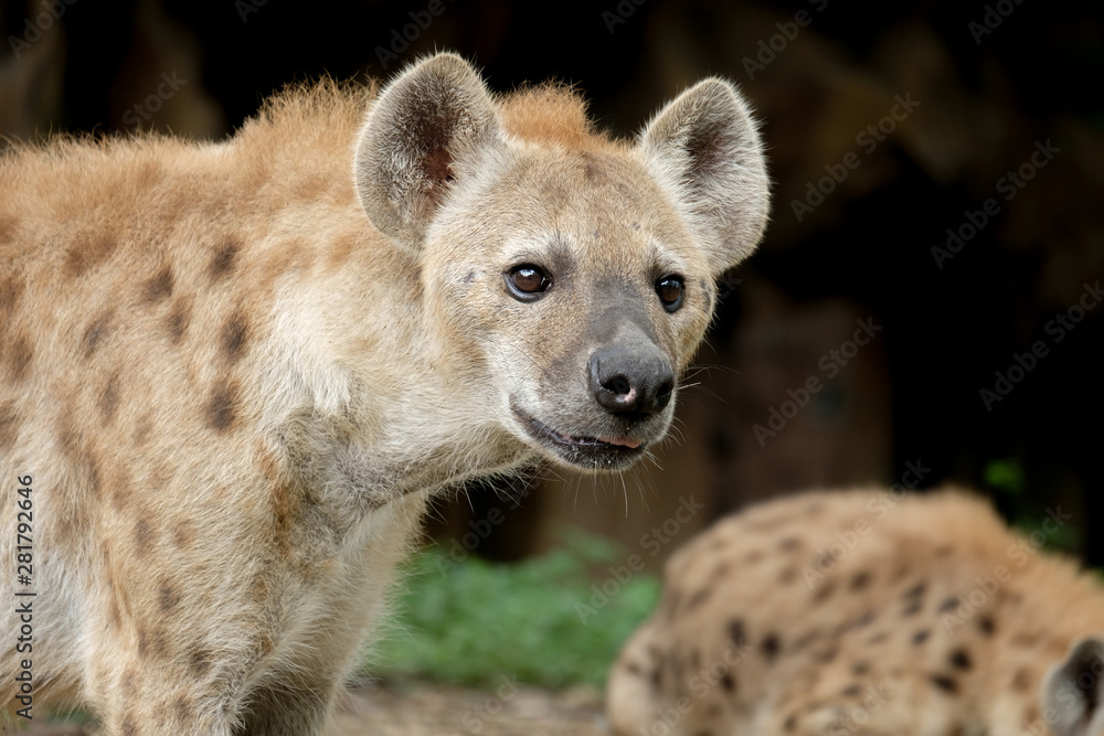 Hyena Hyena