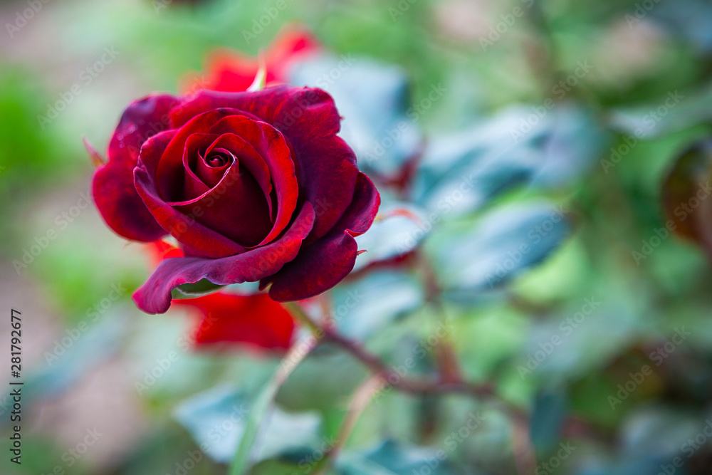 Fresh burgundy garden rose bud Fresh burgundy garden rose bud