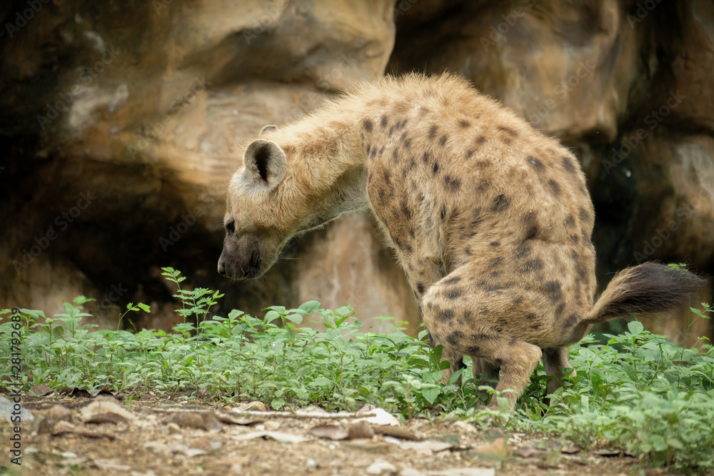 Obraz premium Hyena