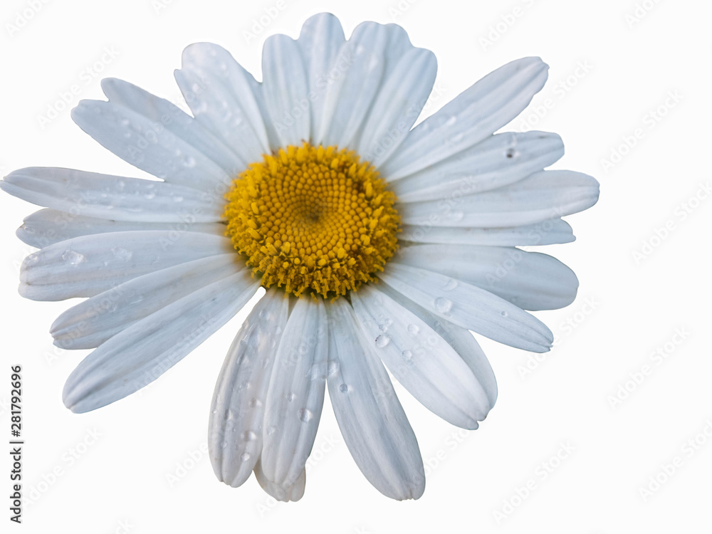 White chamomile with drops of dew on the petals isolated on the white background