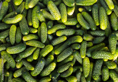Gherkin cucumbers photo