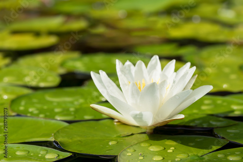 White water lily flower and green leaves in a pond after rain seen from low angle