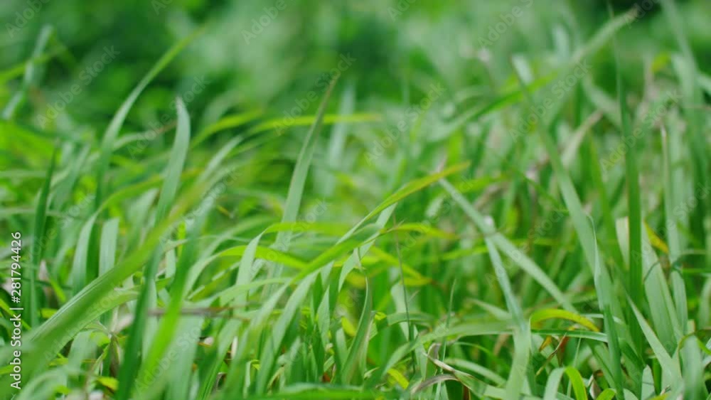 Close up of grass, Okinawa Prefecture, Japan Close up of grass, Okinawa Prefecture, Japan