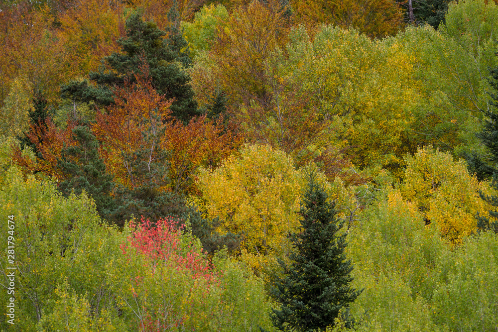 Fototapeta premium Autumnal forest with its colors.