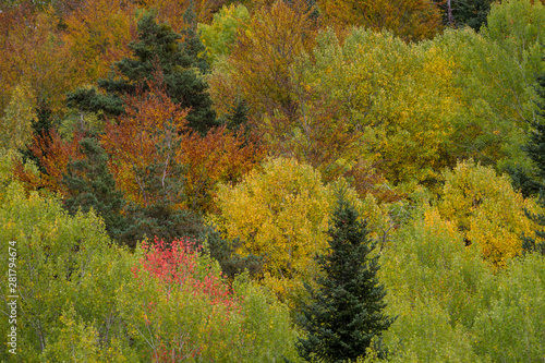 Autumnal forest with its colors.