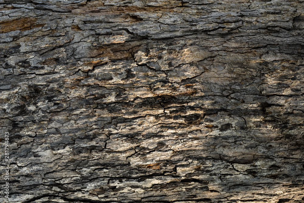 Old Wood Tree Texture Background Pattern Old Wood Tree Texture Background Pattern