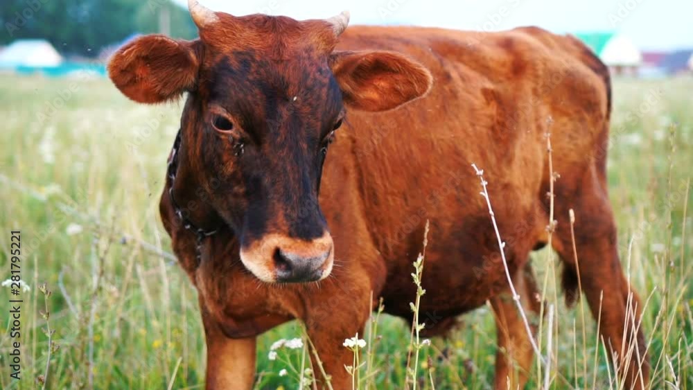 Bull head profile. Flies fly around and creep into her eyes Bull head profile. Flies fly around and creep into her eyes