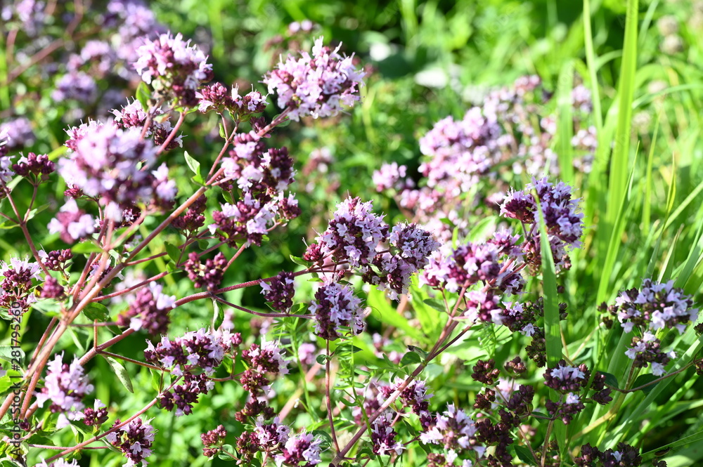 Blooming oregano in the garden Blooming oregano in the garden