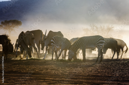 Fototapeta Naklejka Na Ścianę i Meble -  Common Duiker, mountain zebra, blue wildebeest and Elands eating grass early in the morning in the Namib Desert, Namibia