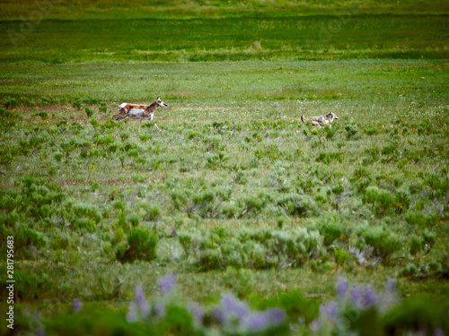 Fototapeta Naklejka Na Ścianę i Meble -  Pronghorn chasing a coyote at Yellowstone National Park.