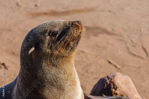 Cape fur seal, Cape Cross, Namibia