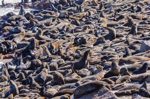 Some of the 250,000 Cape fur seals at Cape Cross, Namibia © Stephen