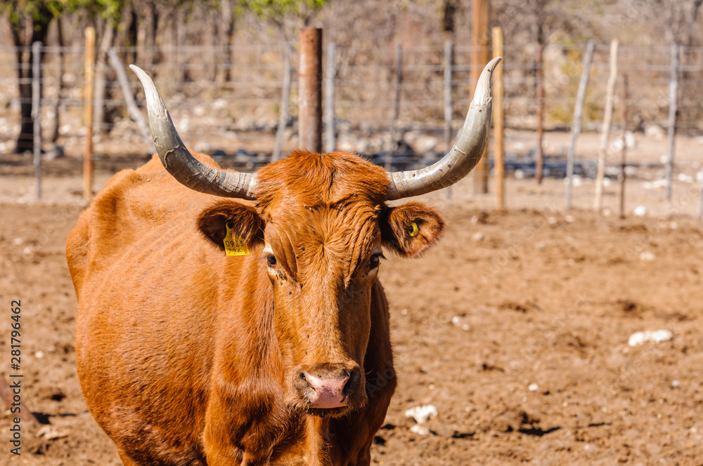 Herd of African long-horned cattle in a rustic enclosure, in a farm in Namibia Herd of African long-horned cattle in a rustic enclosure, in a farm in Namibia