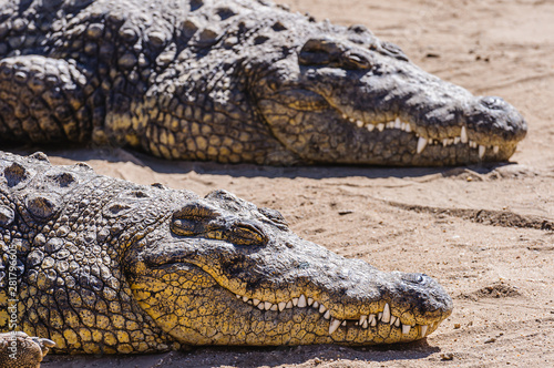 Two female Nile Crocodiles (Crocodylus niloticus), Namibia