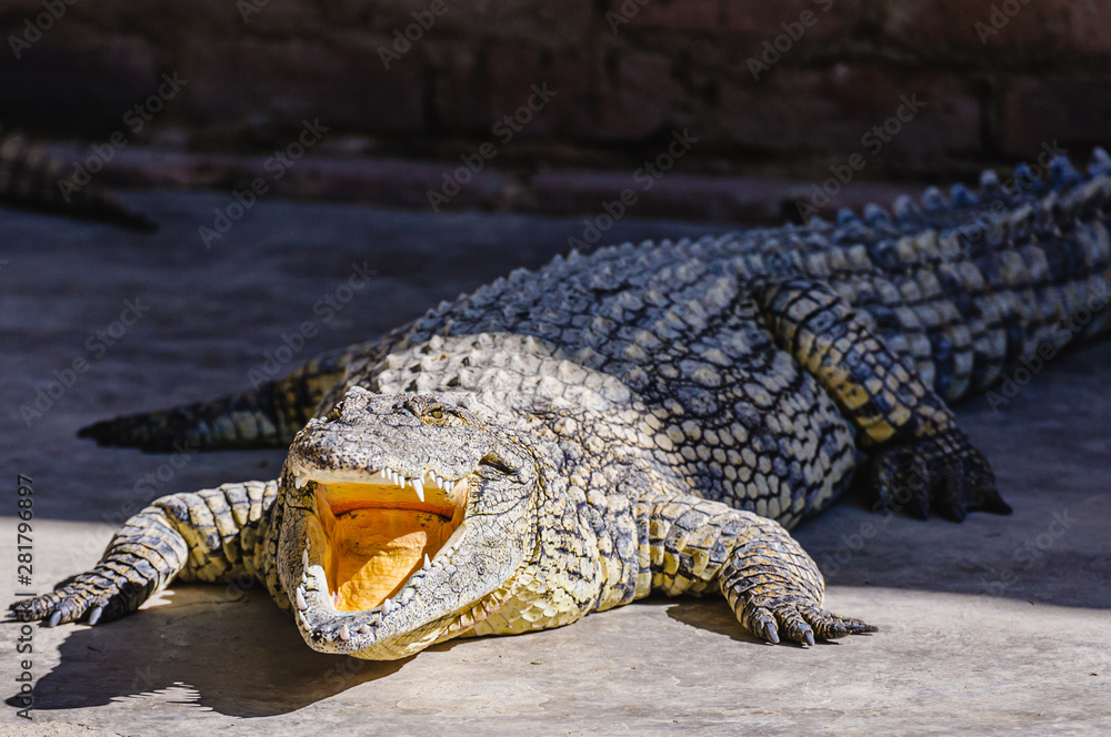 Fototapeta premium Nile Crocodile (Crocodylus niloticus) with its mouth open. Namibia.