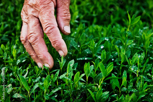 Grandma's old hands touch fresh grass after rain