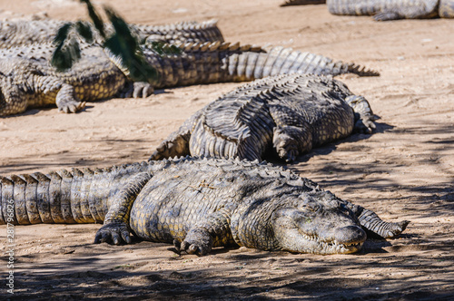 Many Nile Crocodiles (Crocodylus niloticus) sunning themselves on the sandy bank of a river.
