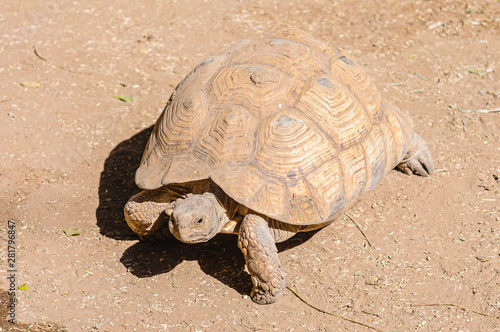 Angulate tortoise (Chersina angulata), Namibia photo