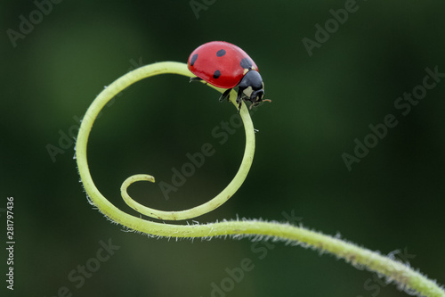 ladybug in life