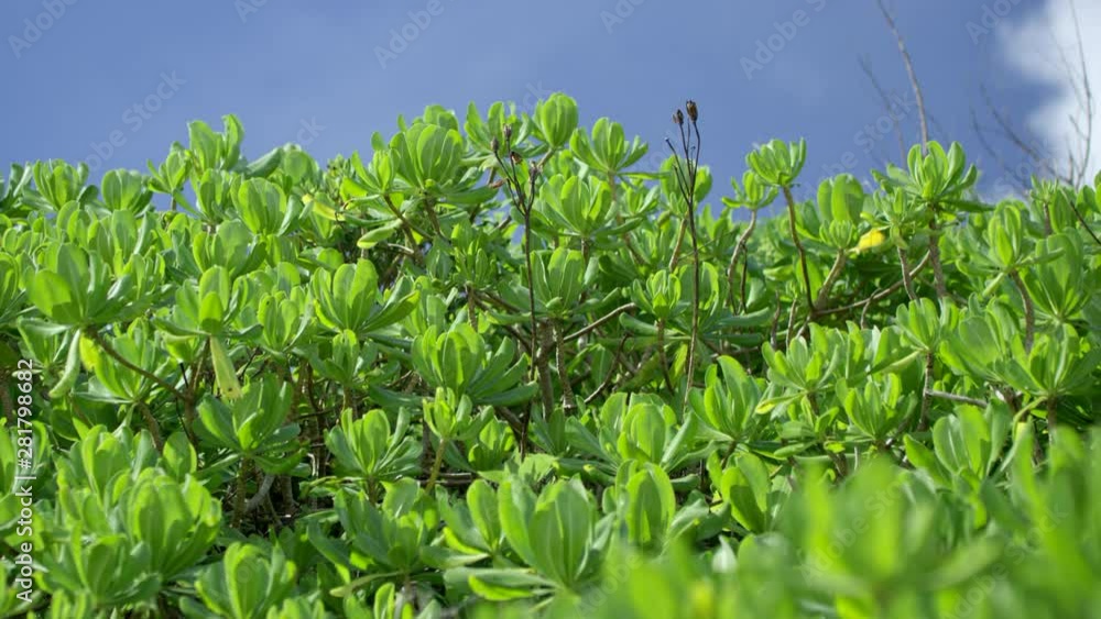 View of plant, Okinawa Prefecture, Japan View of plant, Okinawa Prefecture, Japan