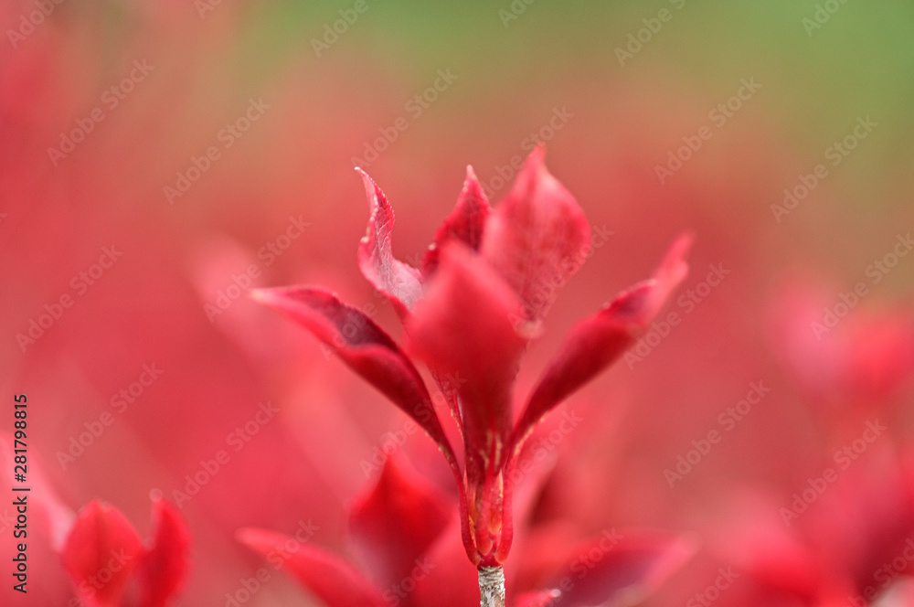 Fototapeta premium Look! Flowers are blooming. They are beautiful!