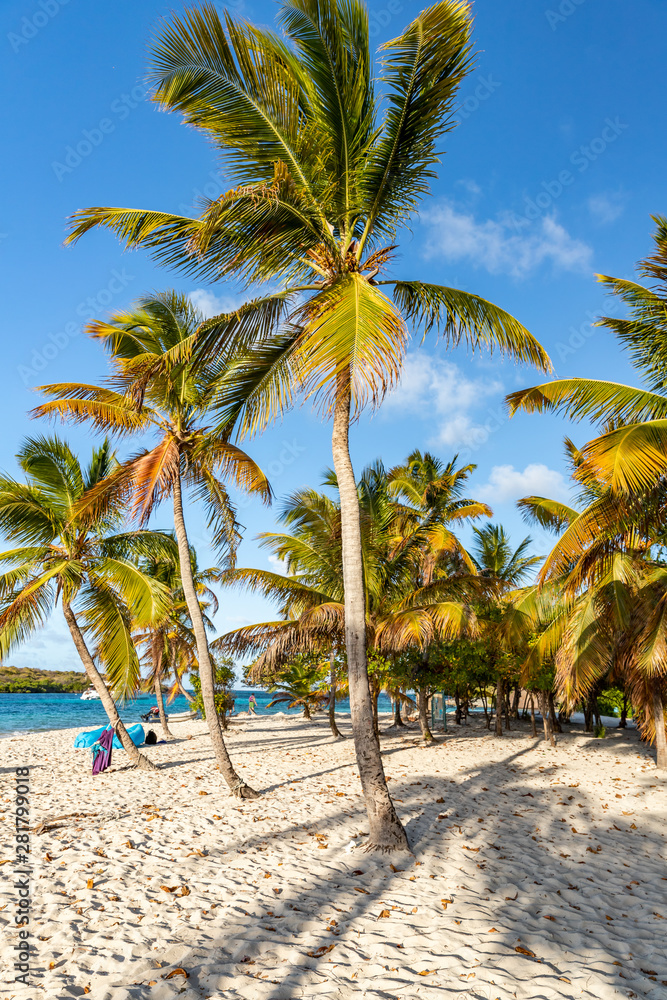 Obraz premium Saint Vincent and the Grenadines, coconut palms, Tobago Cays