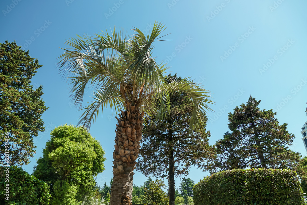 green palm trees, bushes against the blue sky on a cloudless day; beautiful nature