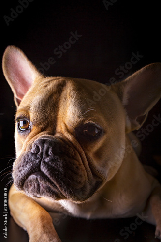 Bulldog Francese (bouledogue français) - Portrait © Silvano Rebai