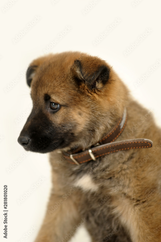half-breed brown puppy in studio on a white background