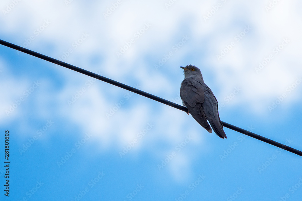 Common Cuckoo (Cuculus canorus). Common cuckoo sitting on a television antenna. Cuckoo close-up. Common Cuckoo (Cuculus canorus). Common cuckoo sitting on a television antenna. Cuckoo close-up.