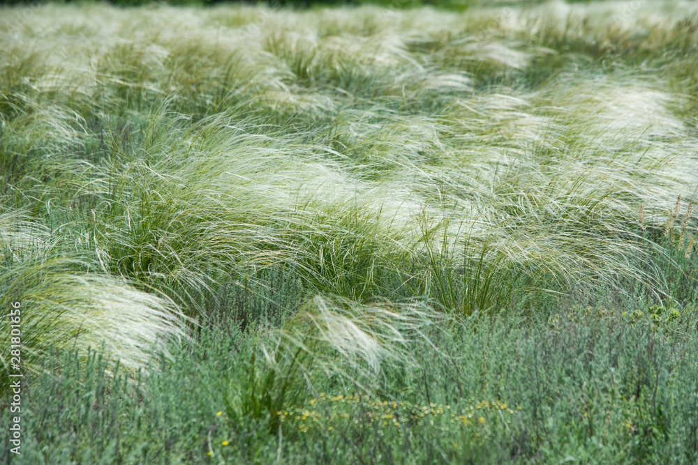 Feather grass. The feather grew in the steppe. Textured background. Feather grass. The feather grew in the steppe. Textured background.