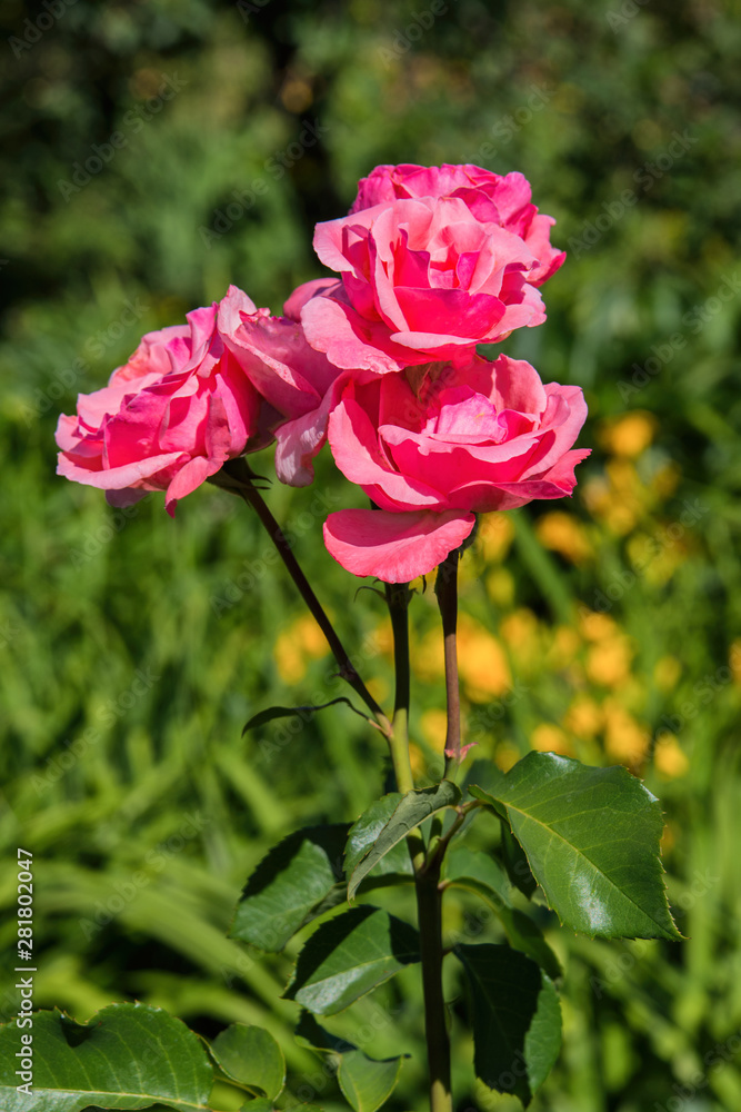 Bouquet of roses. Pink roses on green background. Soft blurred background. Bouquet of roses. Pink roses on green background. Soft blurred background.