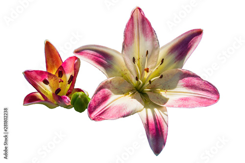 White-purple Lily. Lily flowers closeup. Flowers isolated on white background.