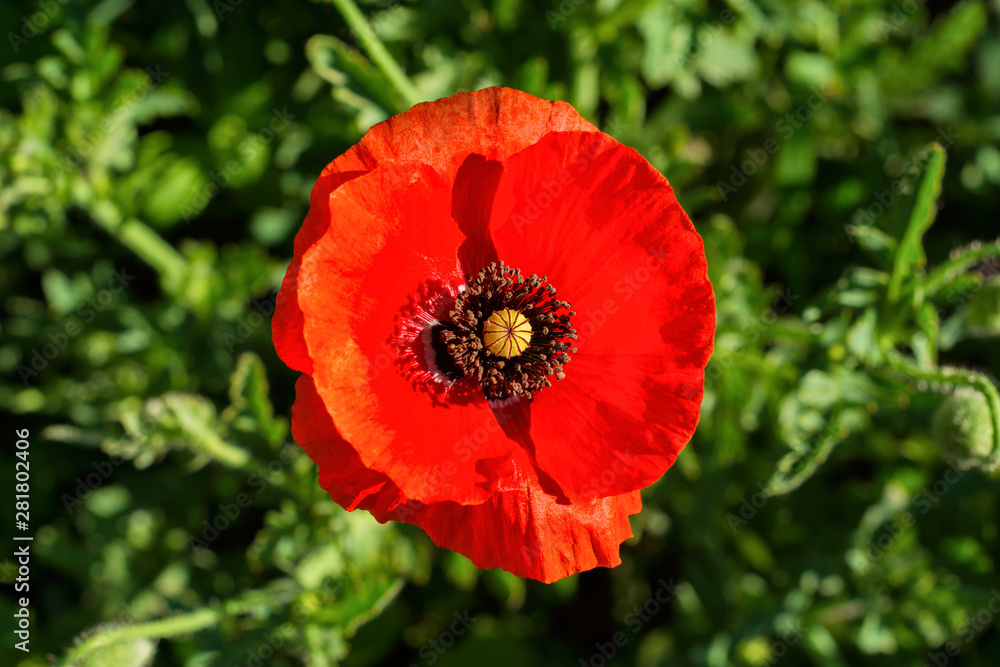 Red Poppies flower. The flower of red poppy closeup on blurred background. Red Poppies flower. The flower of red poppy closeup on blurred background.