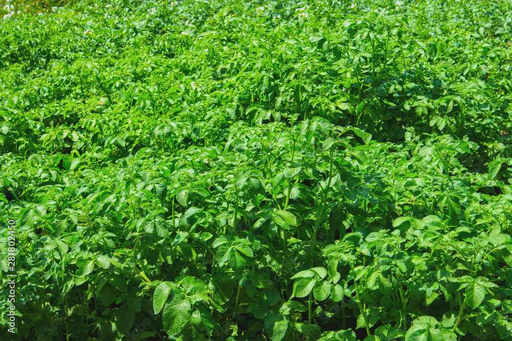 Obraz premium Closeup of a potato field. Potato flowers. Potato plant flowers blooming in the garden.