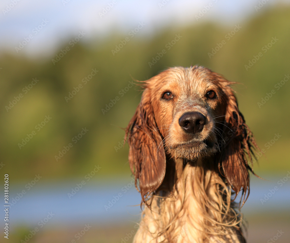 Cute dog breed Russian hunting spaniel outdoors portrait