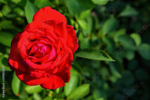 Beautiful blooming red rose. Closeup of rose. Flowering roses in the garden.