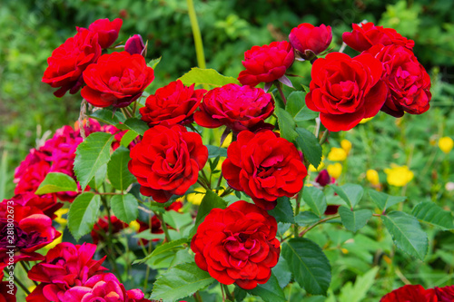 Closeup of bunch of red roses in the garden. Flowering roses in the garden.