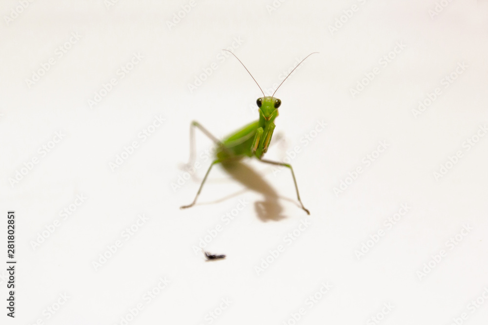 Female European Mantis or Praying Mantis, Mantis religiosa, in front of white background Female European Mantis or Praying Mantis, Mantis religiosa, in front of white background