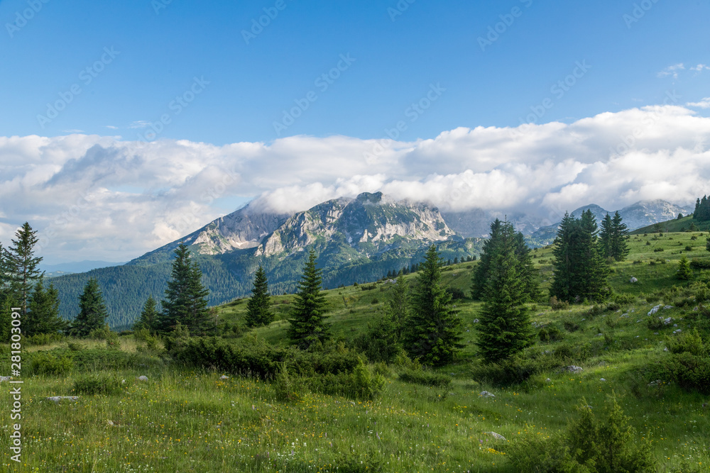wonderful landscape of Montenegro mountains with blue sky white clouds and green firs in Durmitor park