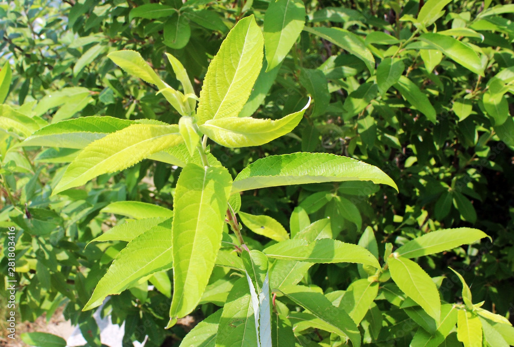 Obraz premium 나무잎