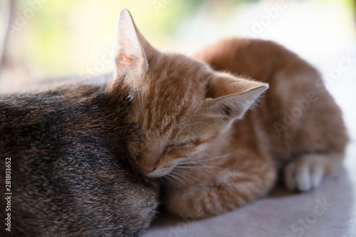 Close up picture of a Short hair white-orange kitten lying on his side with his mother in the morning.